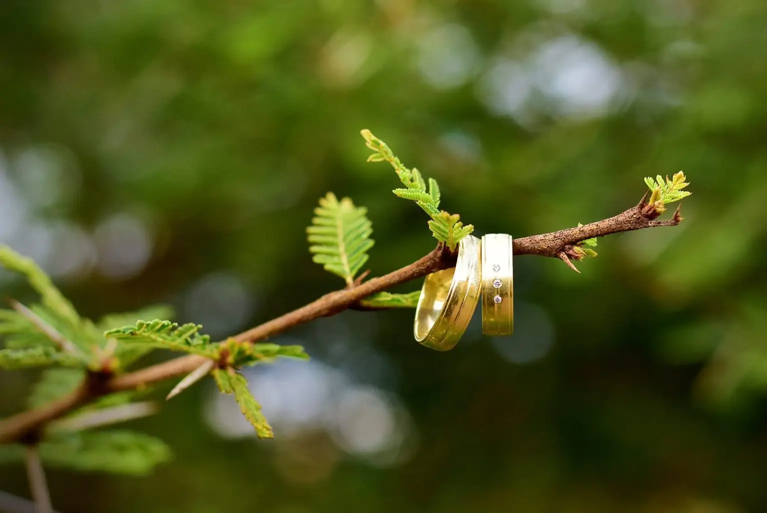 Wedding rings hung on an acacia branch